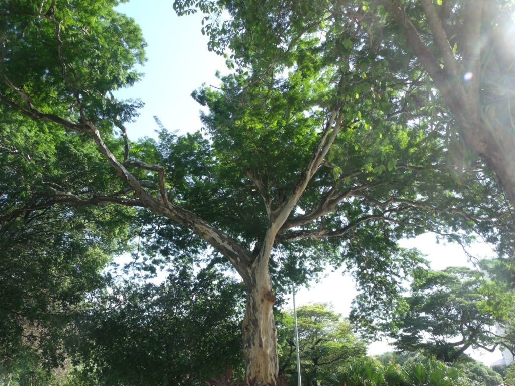 Mulateiro