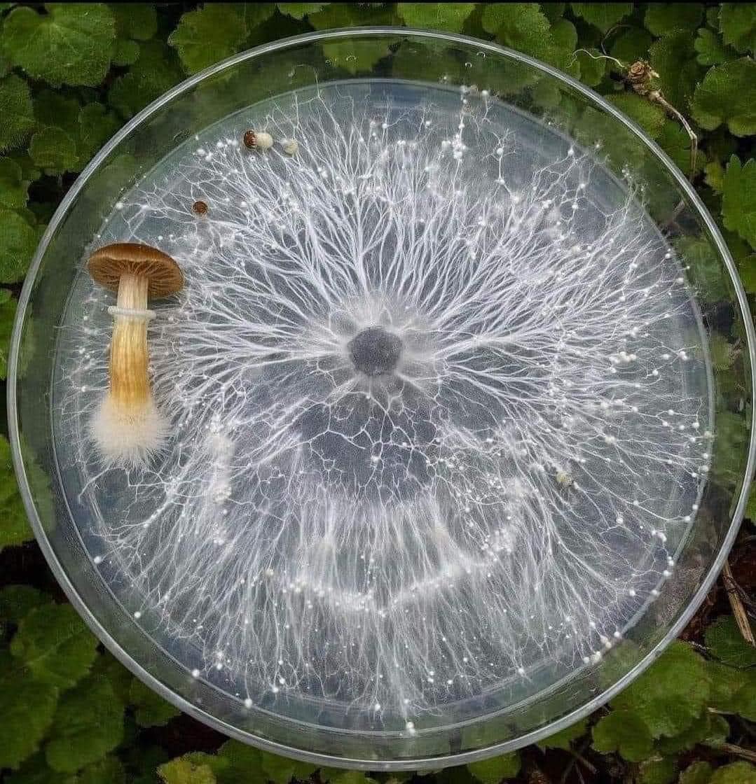 Mushrooms in a petri bowl shows it amazing mycelium