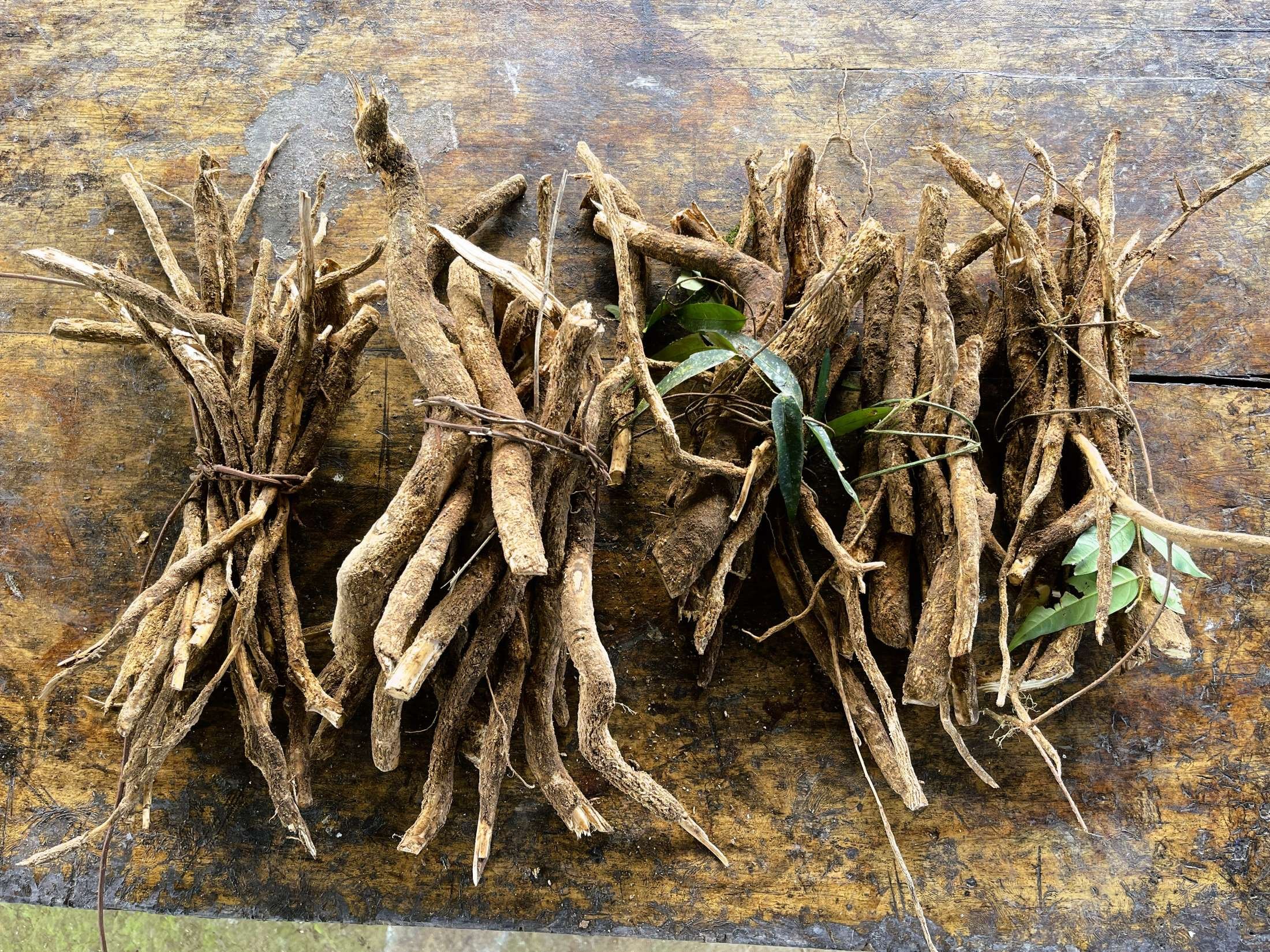 Sananga – a Sacred Plant Extract from the Amazon