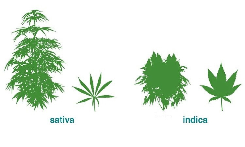 Sativa, Indica or Ruderalis (Hybrid)? 
