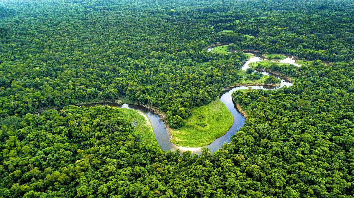 Amazon forest ilustration