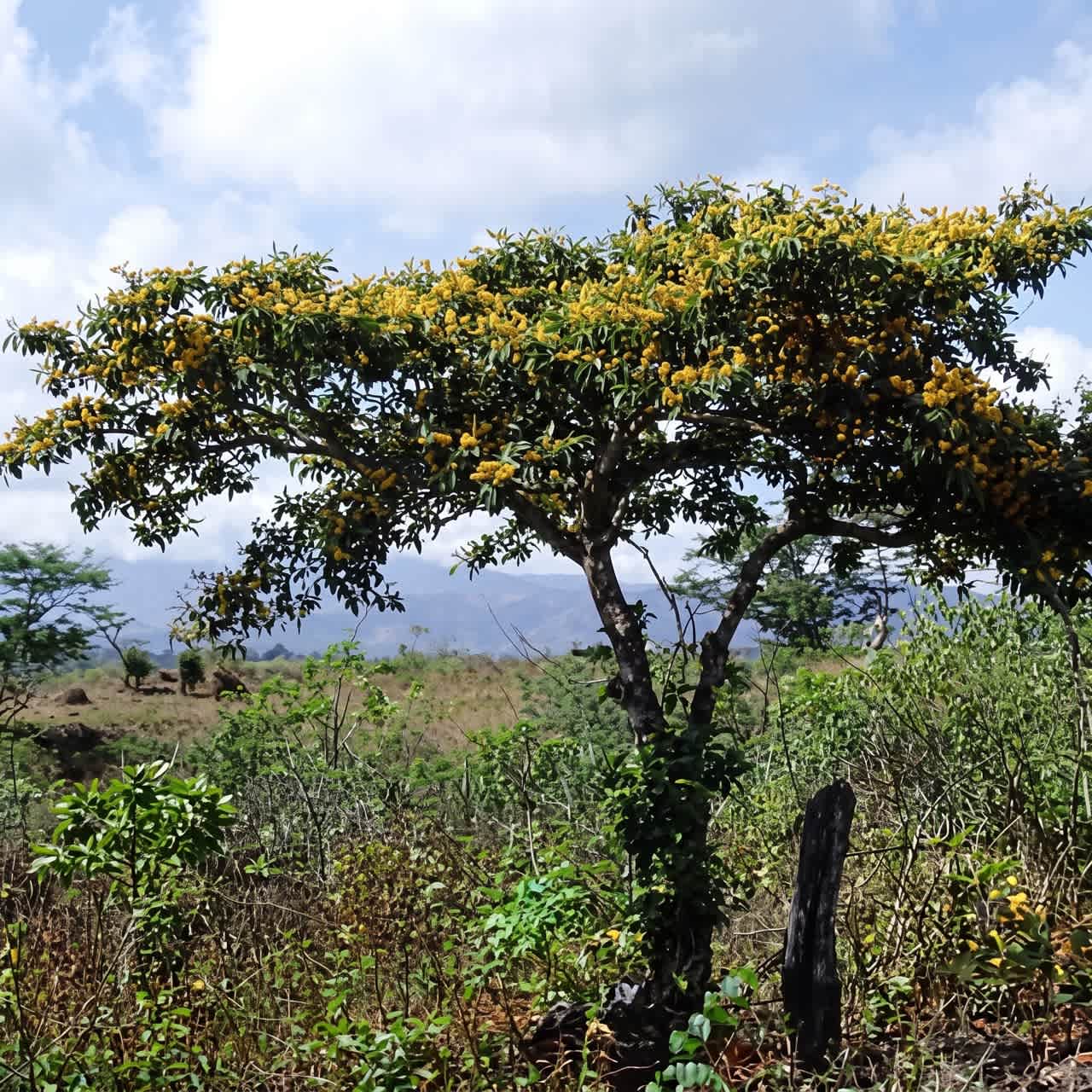 Murici tree (Byrsonima crassifolia) &ndash; La Herba Rap&eacute; blend