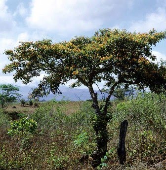 Murici Tree 