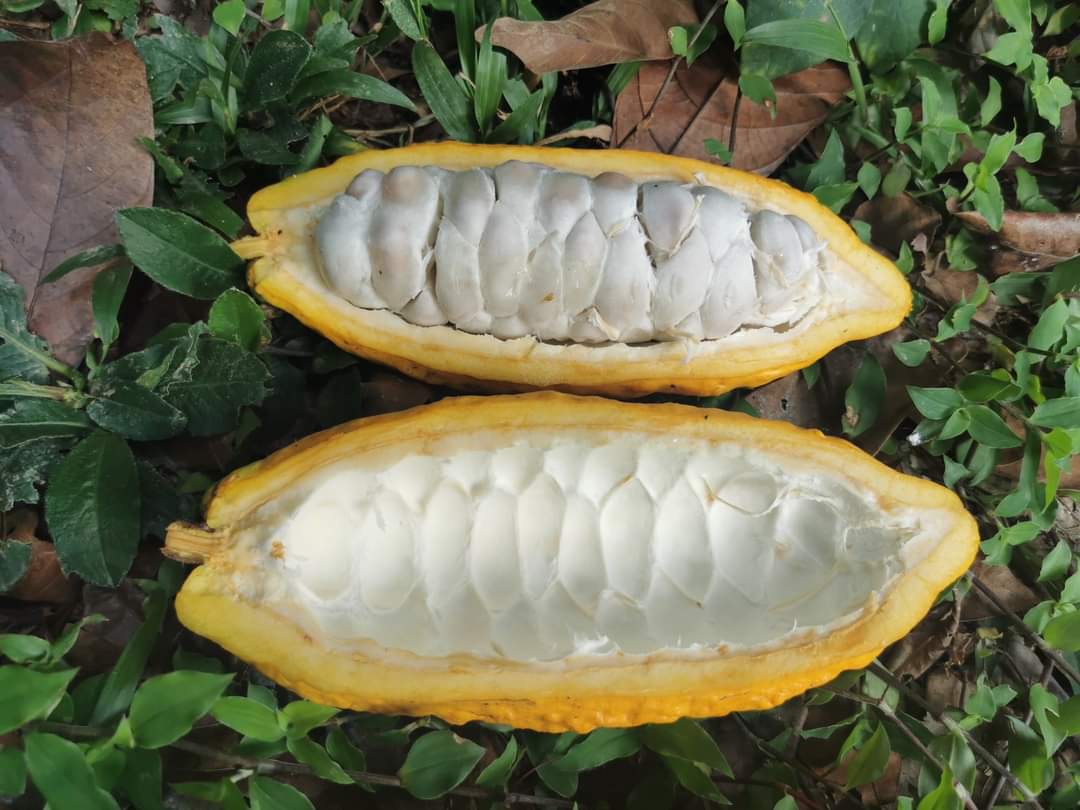 cacao bean opened