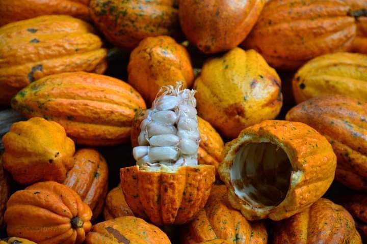cacao bean
