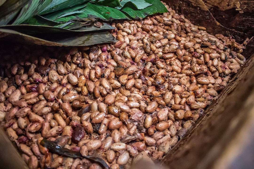 cacao 