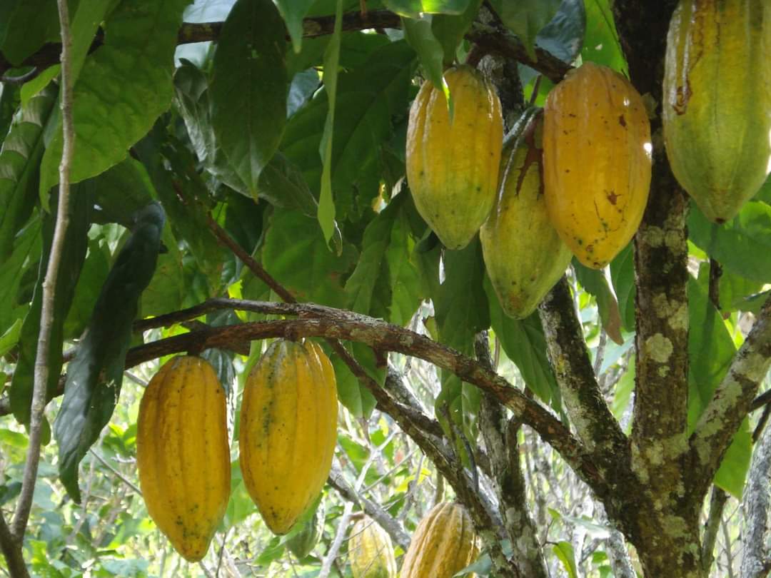 cacao tree