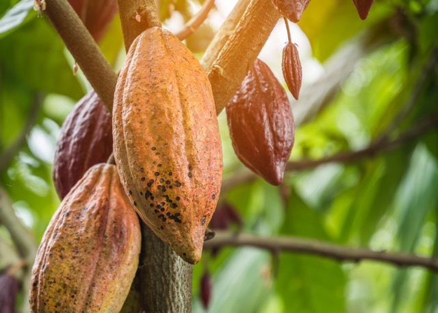Cocoa beans growing tree 