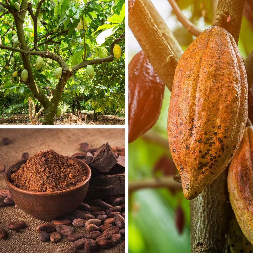 Cacao tree Theobroma cacao