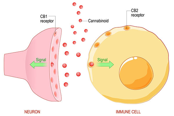 CB1 and CB2 receptors between Nurone and Immune Cell