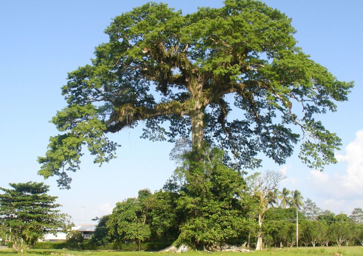 Ceiba pentranda Samauma tree