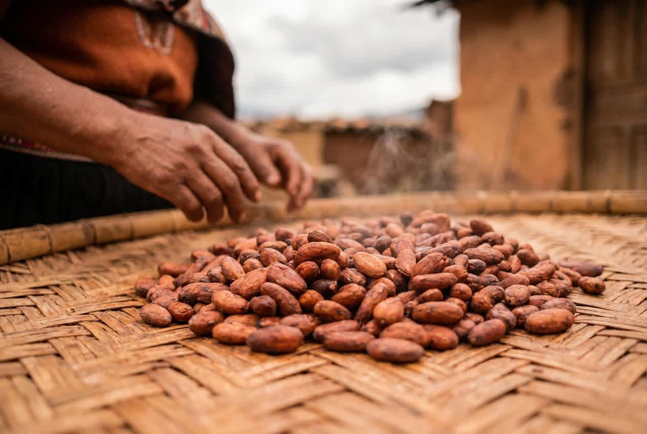 Ceremonial Cacao beans