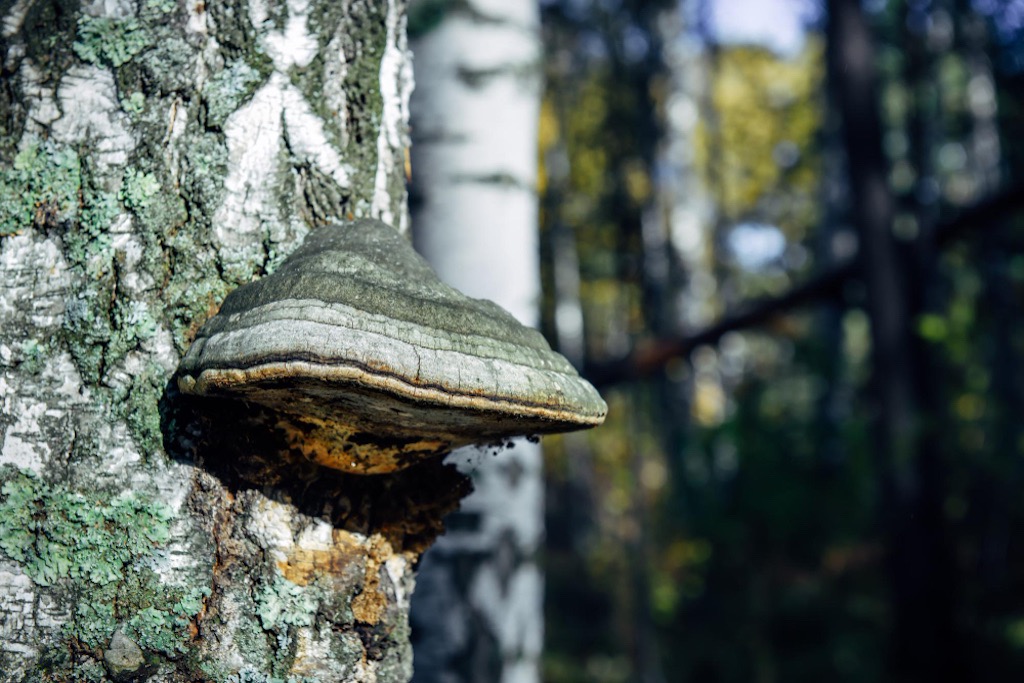 siberian chaga growing on tree mushroom 