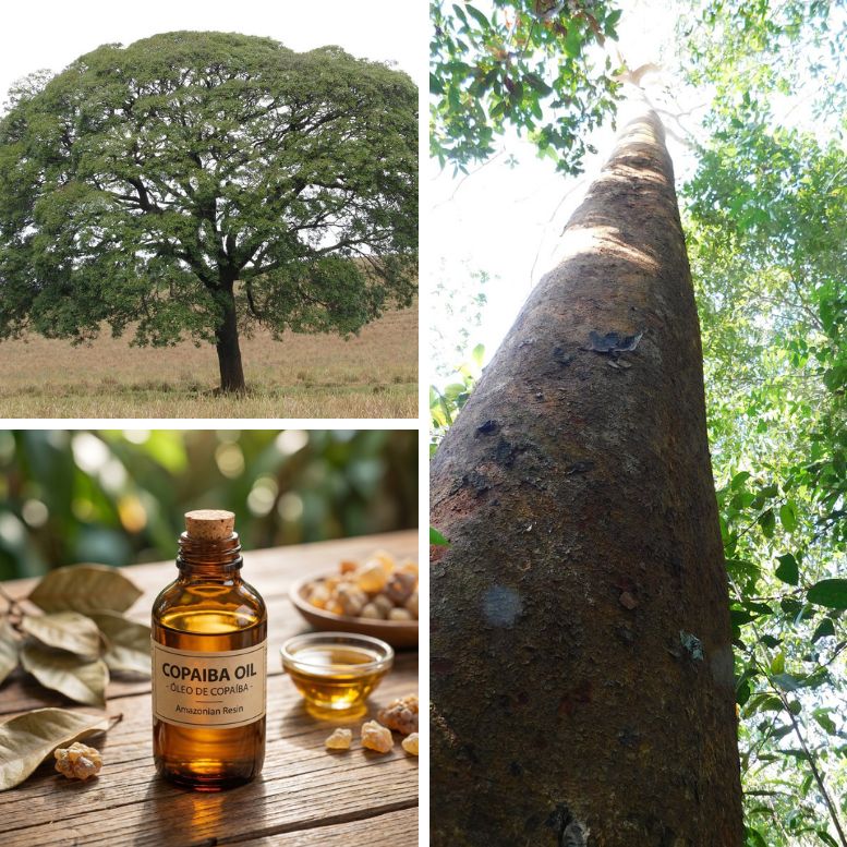 Copaiba tree oil grid picture