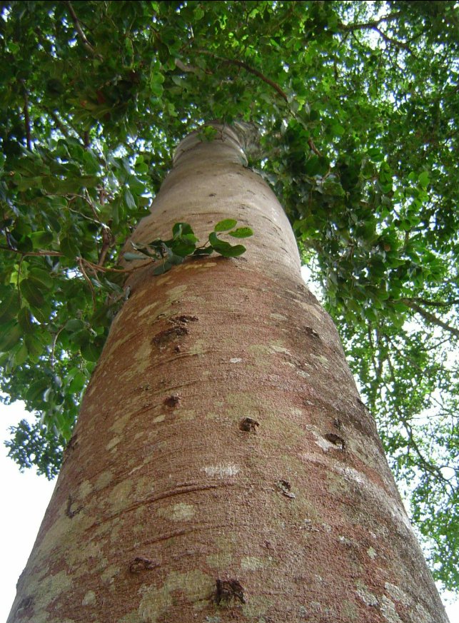 Jatoba tree