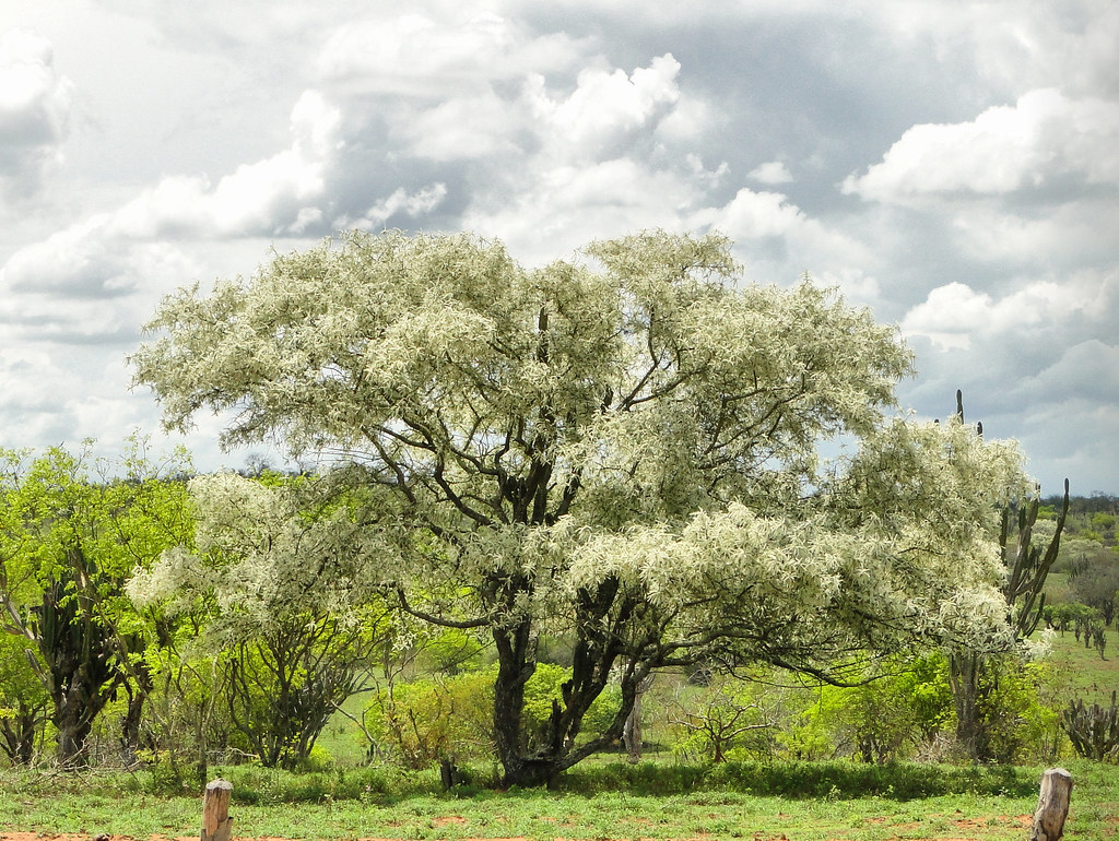 Jurema Branca tree