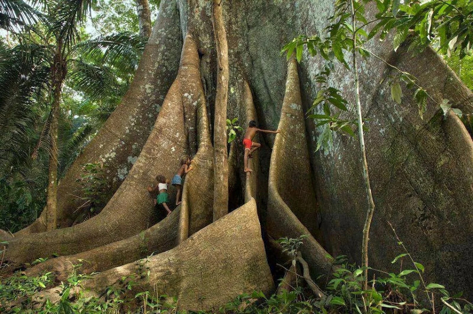 Kapok tree
