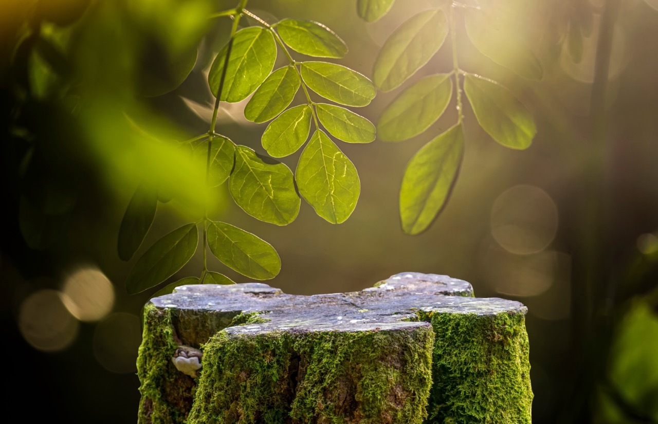 moringa tree leaves