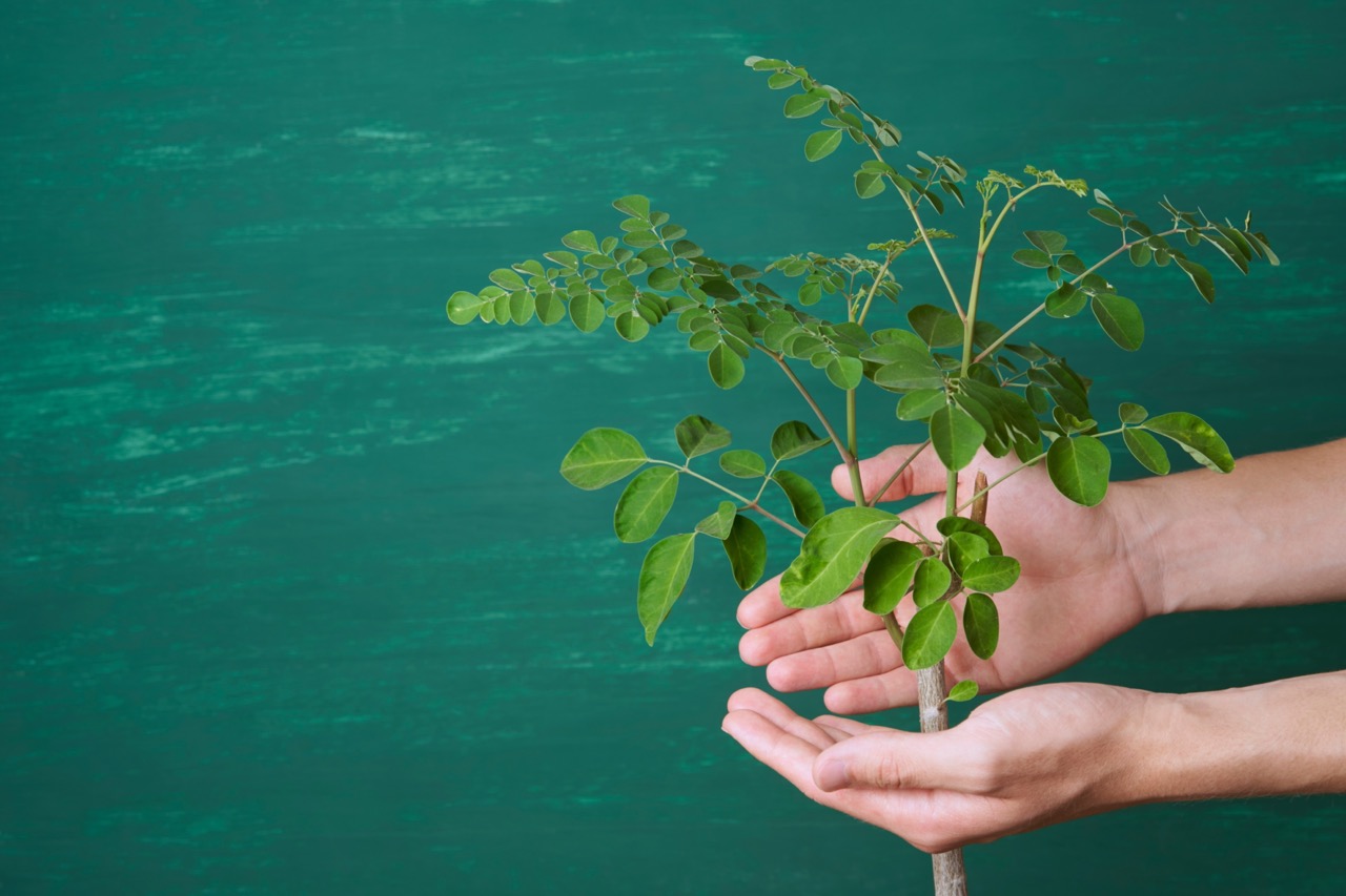 moringa leafs in hands