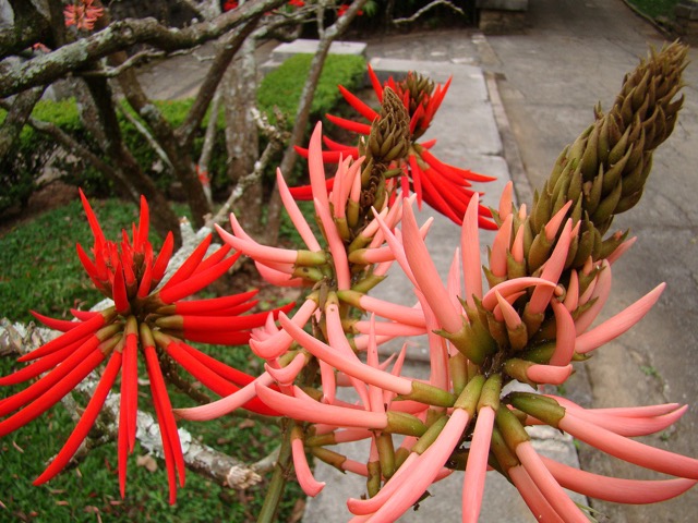 Mulungu Erythina tree