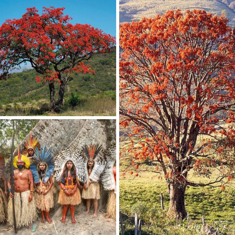 Mulungu tree