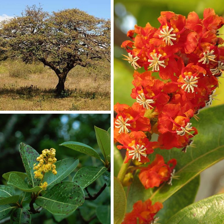 Murici tree