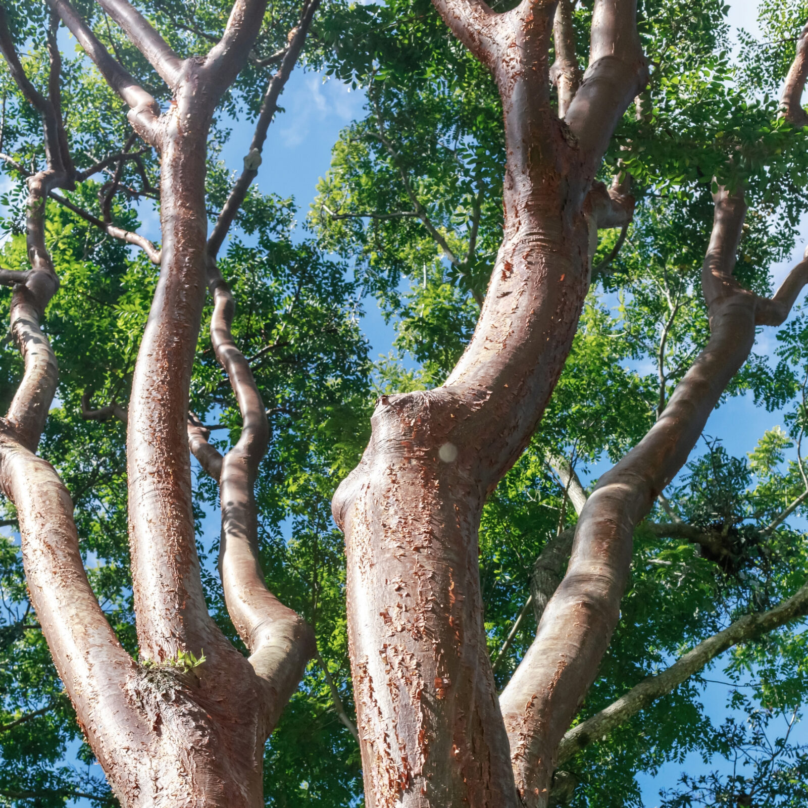 Palo Santo Tree