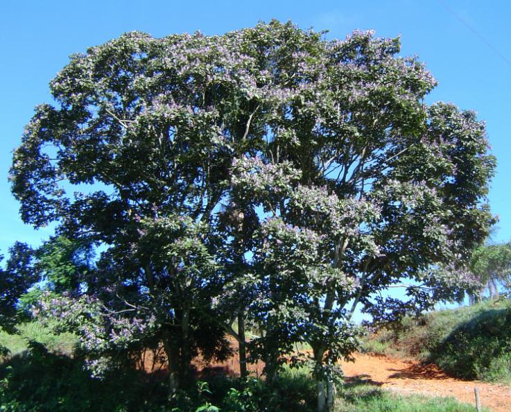 Pau Pereira tree (Platycyamus regnellii) &ndash; La Herba Rap&eacute; blend