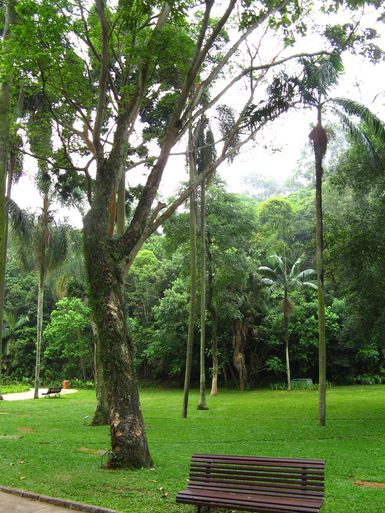 Tsunu tree (Platycyamus regnellii) &ndash; La Herba Rap&eacute; blend