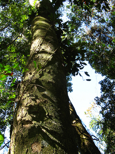 Pau Pereira Tsunu Tree