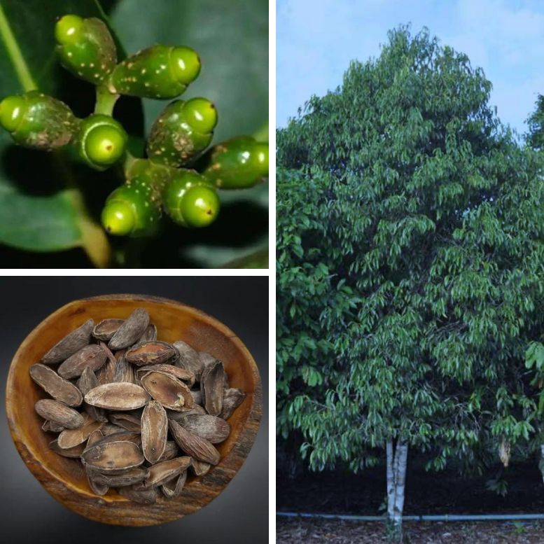 Pixuri tree and pixuri seeds