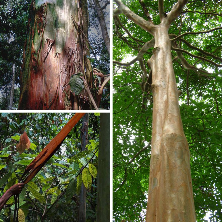 Mulateiro Calycophyllum spruceanum tree