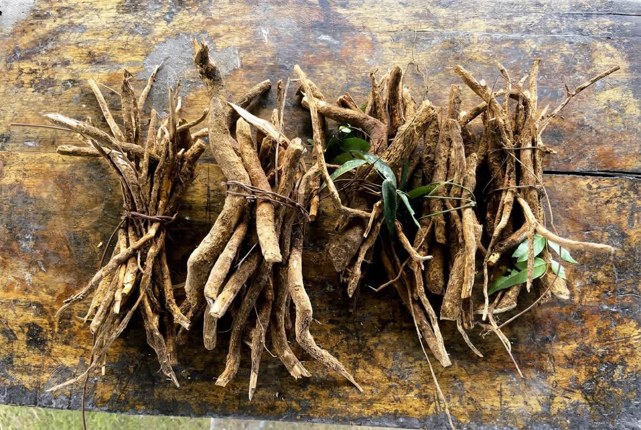 Bundles of roots used in traditional Sananga preparations