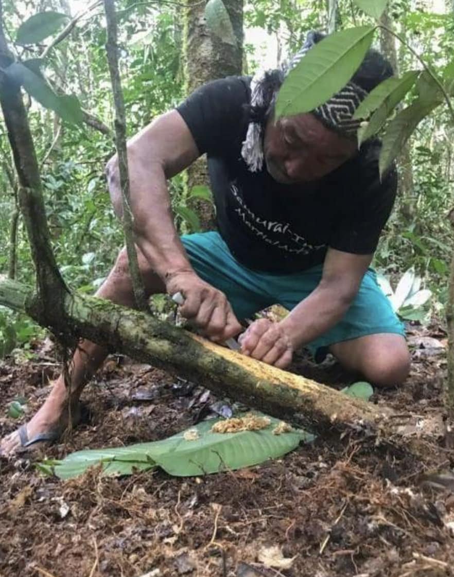 sananga roots cutting