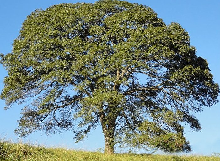 Cumaru tree (Dipteryx odorata) &ndash; La Herba Rap&eacute; blend