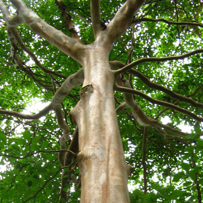 Tsunu tree 