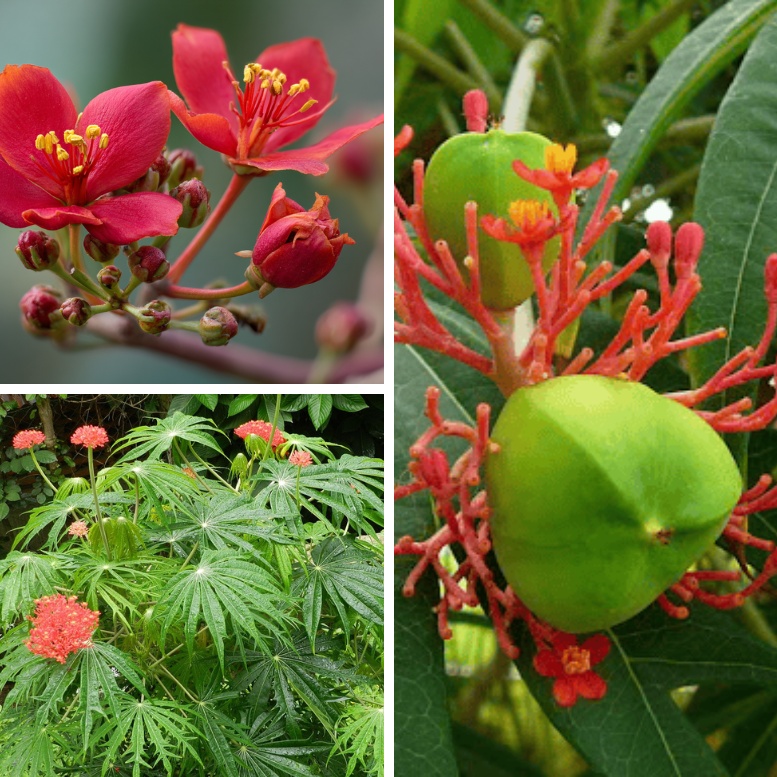 Vashawa Jatropha Multifida Bashawa