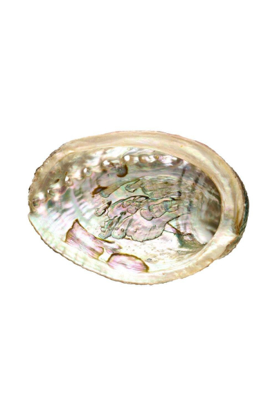 Image for Abalone Shell 