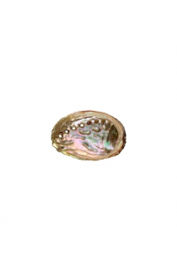 Image for Abalone Shell Small