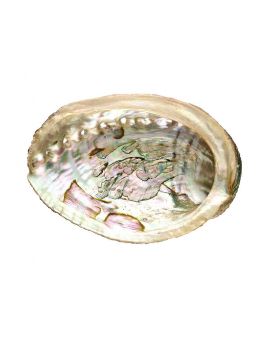 Image for Abalone Shell 