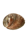 Image for Abalone Shell 