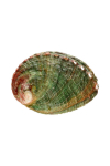 Image for Abalone Shell Small